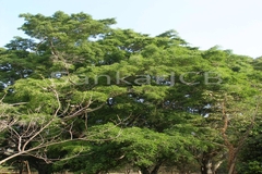 Ficus benjamina